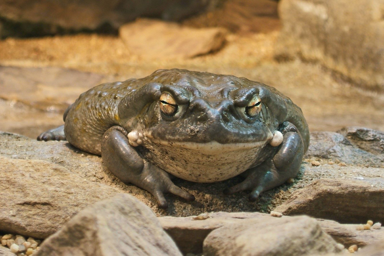 35-facts-about-colorado-river-toad-toxin