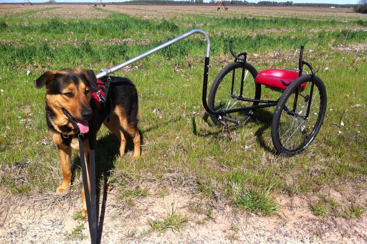 35-facts-about-dog-powered-inventions