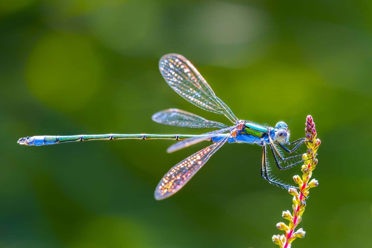 35-facts-about-dragonflies