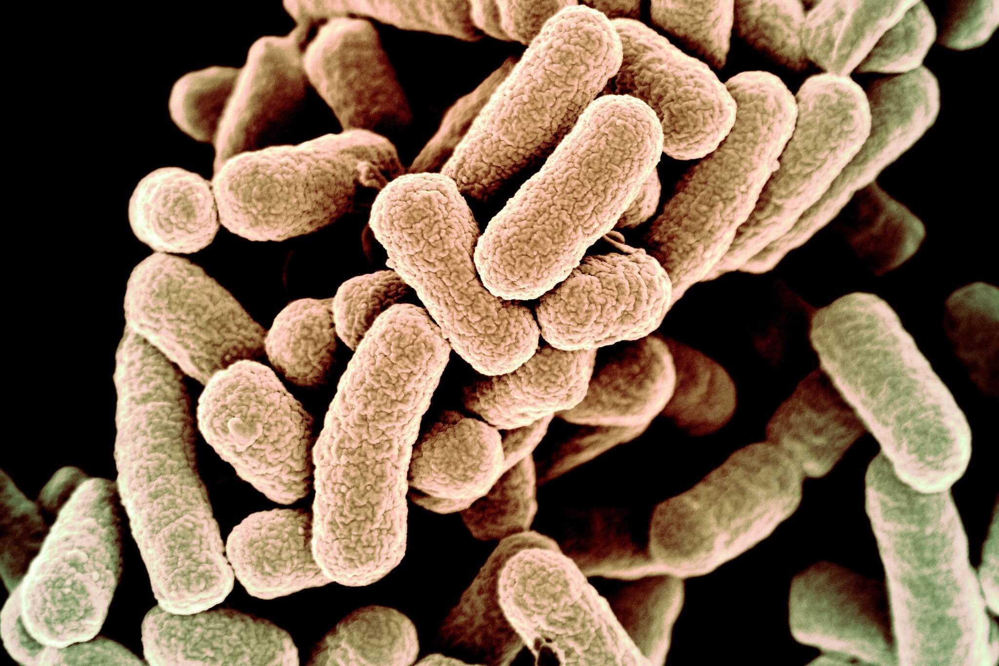 35-facts-about-e-coli-synthetic-genome