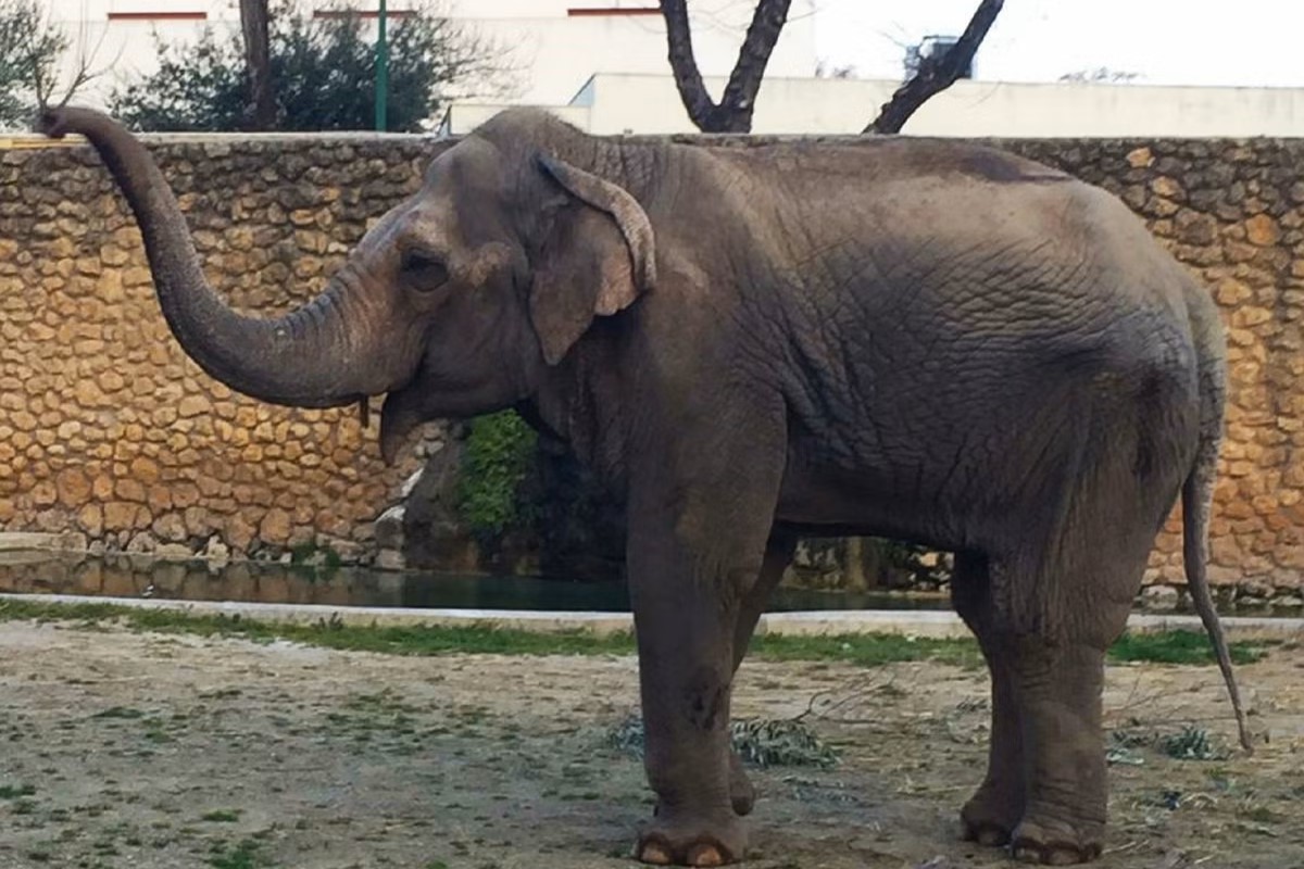 35-facts-about-flavia-saddest-elephant