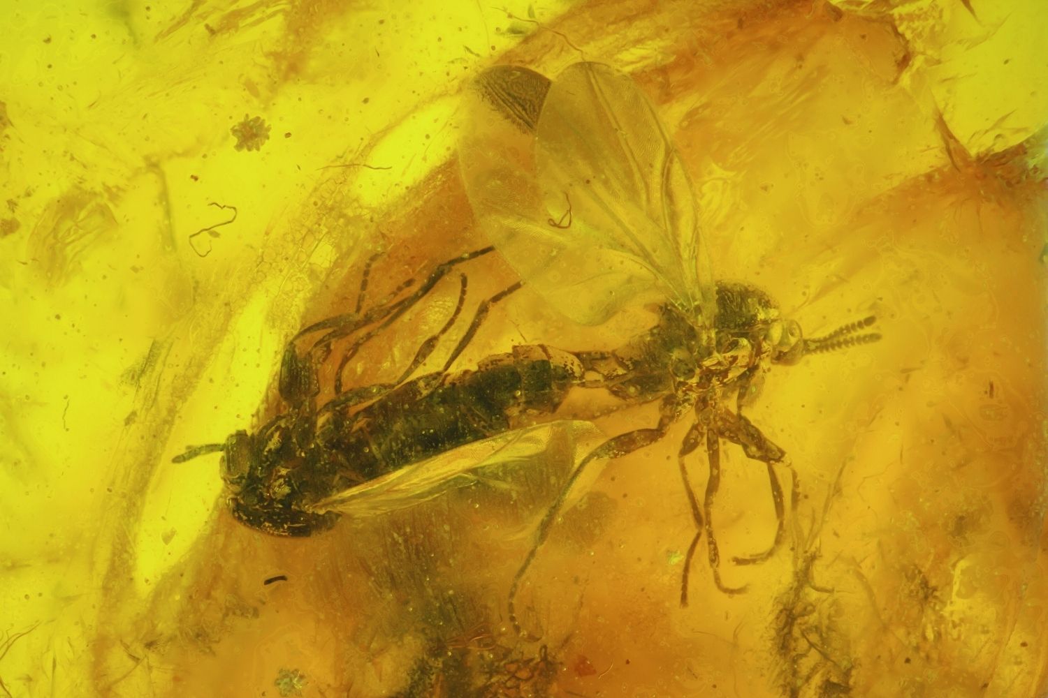 35-facts-about-fossilized-mating-flies