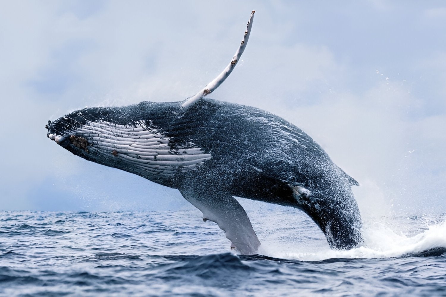 35-facts-about-humpback-whale