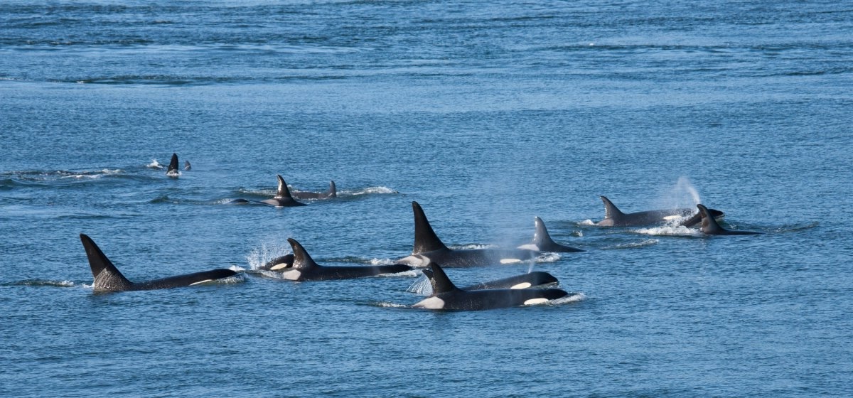 35-facts-about-killer-whale-gangs