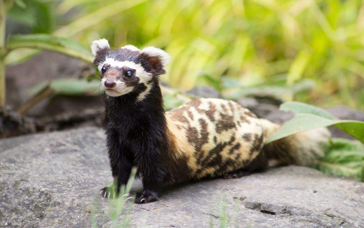 35 Facts About Marbled Polecat - Facts.net