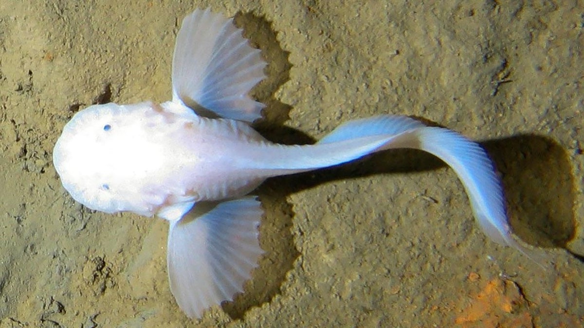 35-facts-about-mariana-snailfish