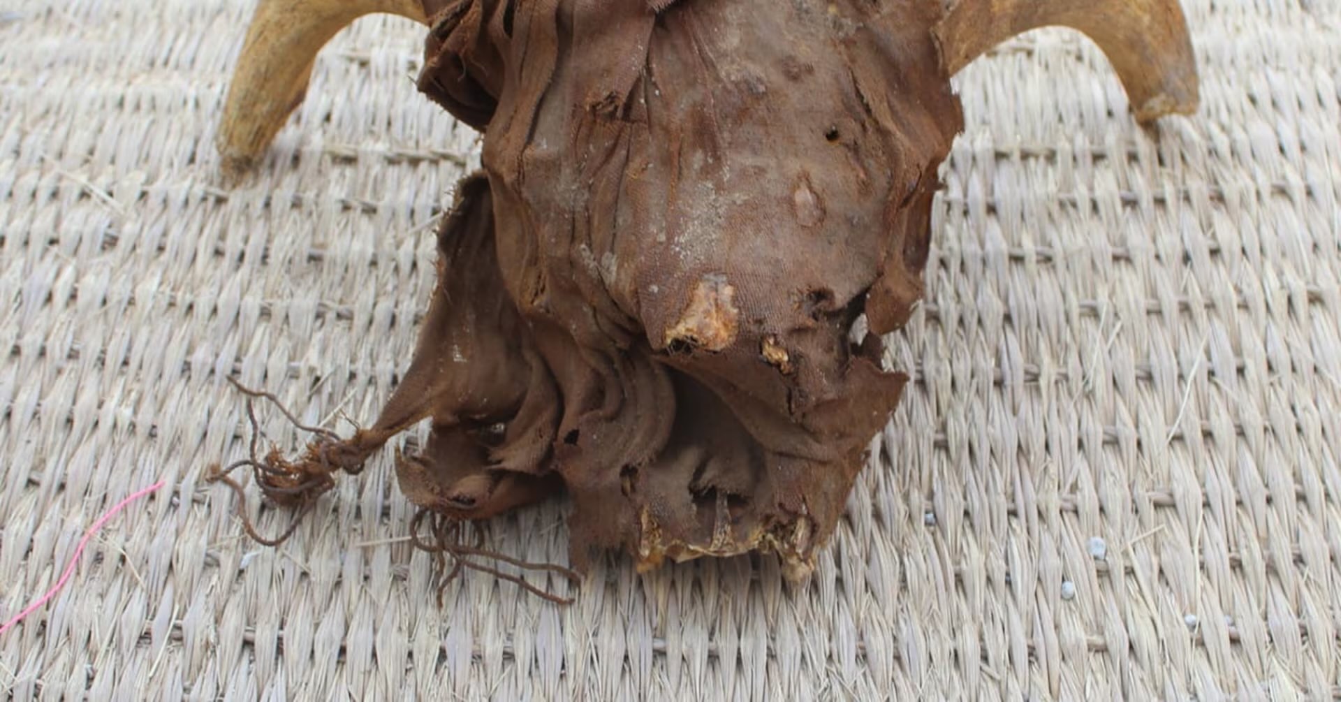 35-facts-about-mummified-egyptian-ram-heads