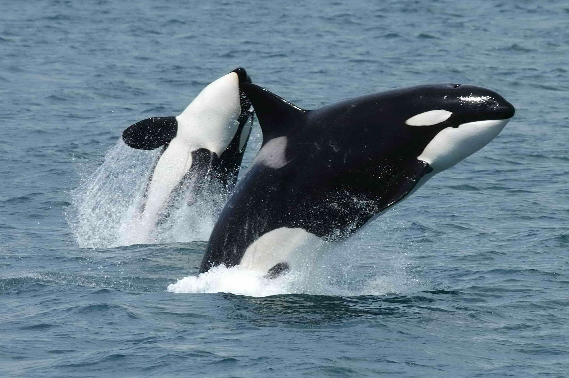 35-facts-about-orcas