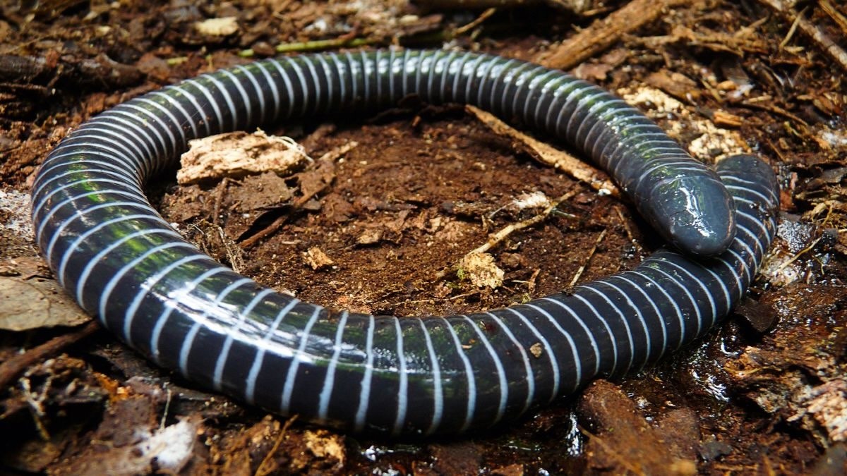 35-facts-about-ringed-caecilian