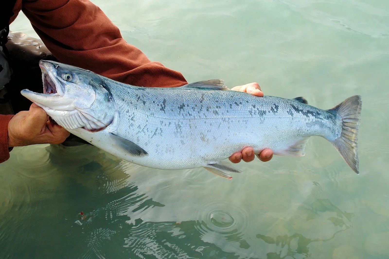 35-facts-about-salmon-sperm-dna-plastic