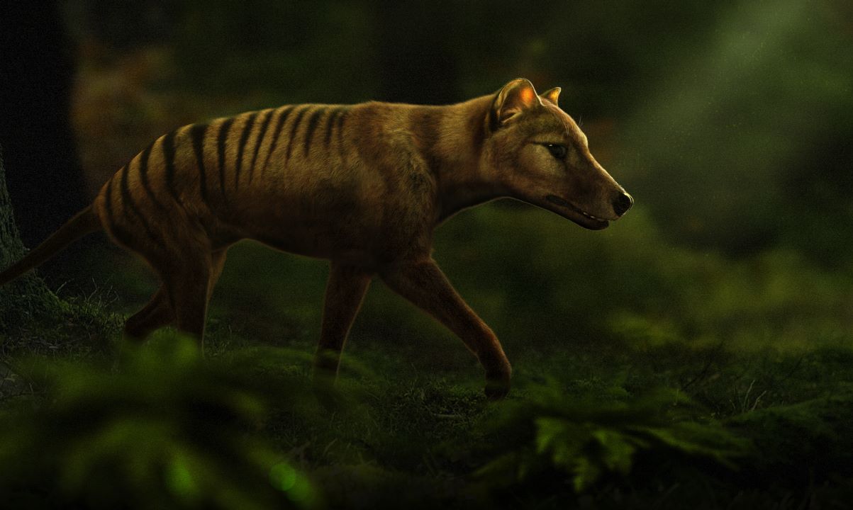 35-facts-about-tasmanian-tiger-deextinction