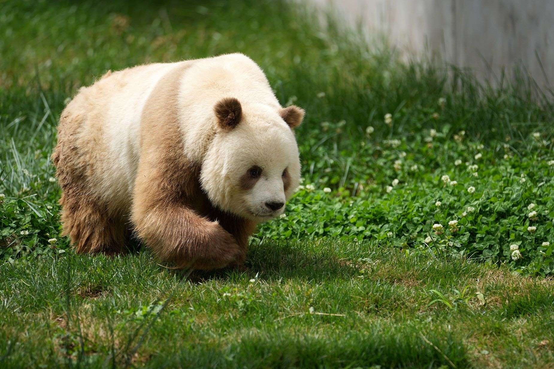 35 Facts About White Albino Panda - Facts.net