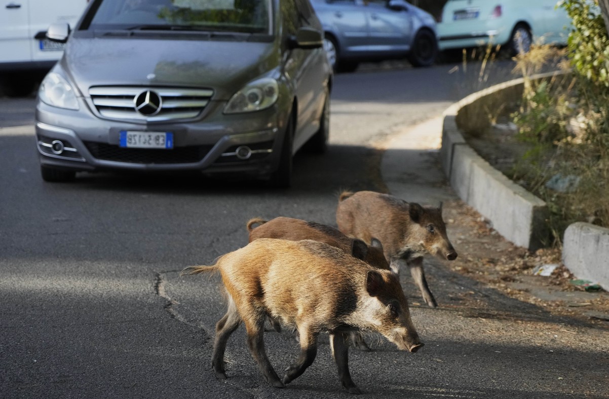 35-facts-about-wild-boars-in-rome