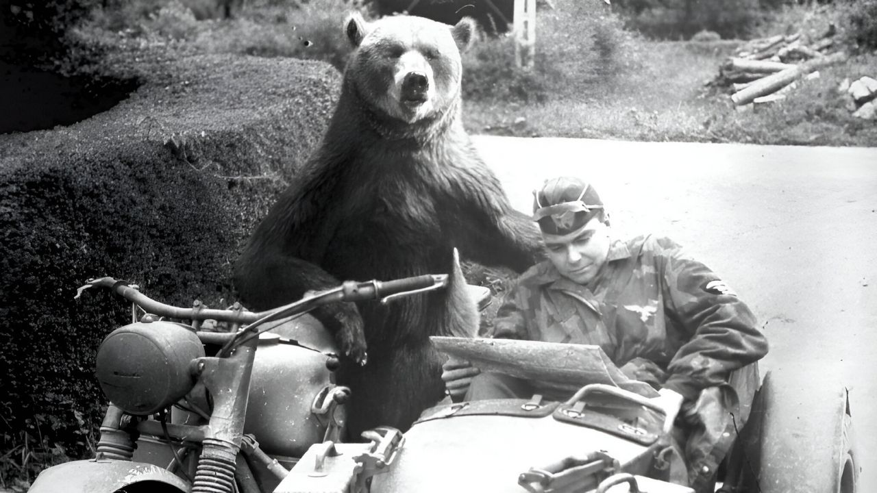 35-facts-about-wojtek-the-bear