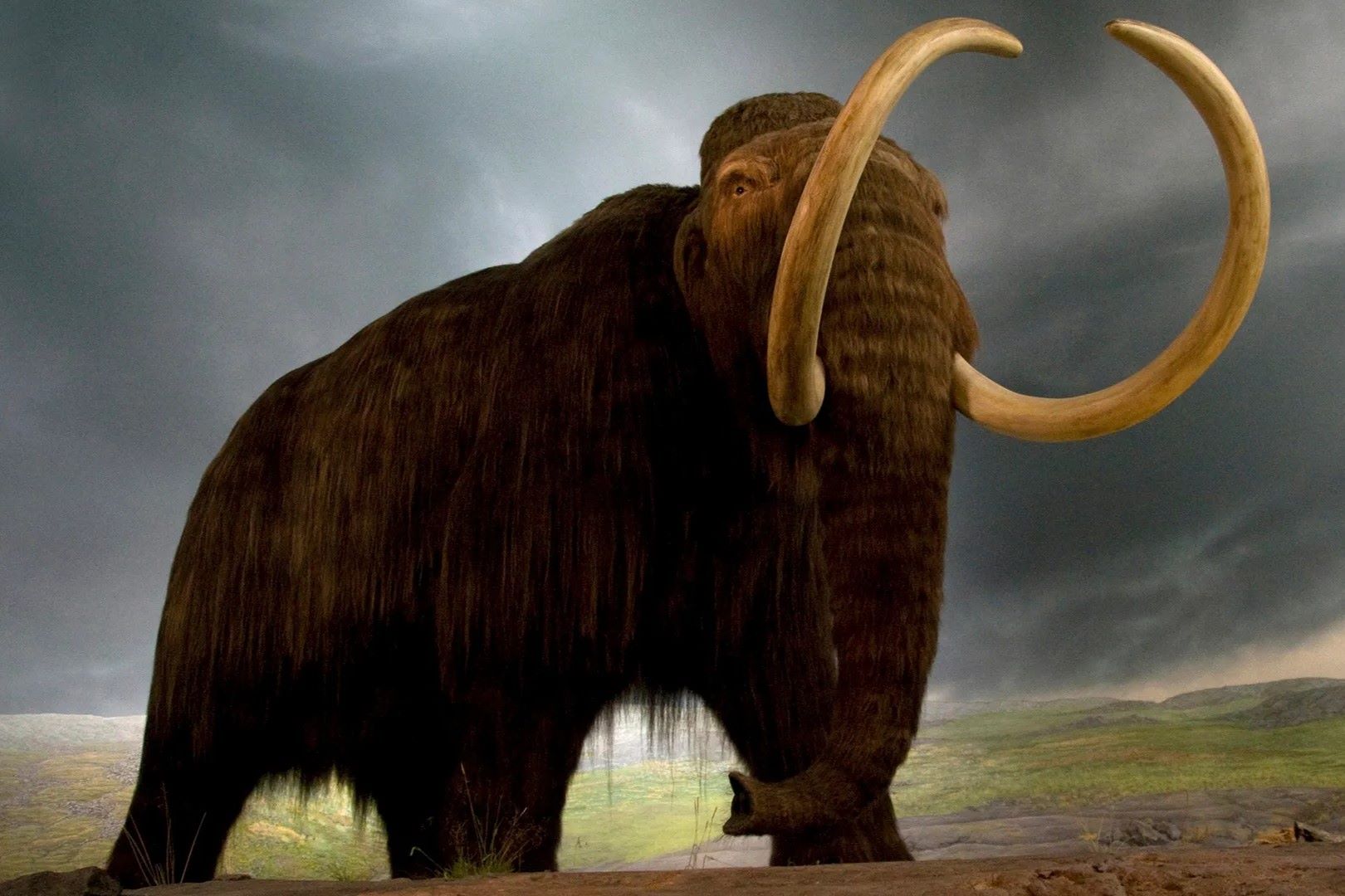 35-facts-about-woolly-mammoths