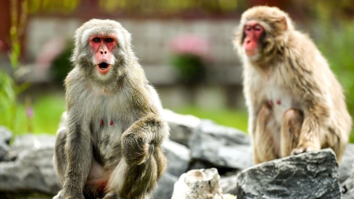 35-facts-about-yamaguchi-monkey-gang