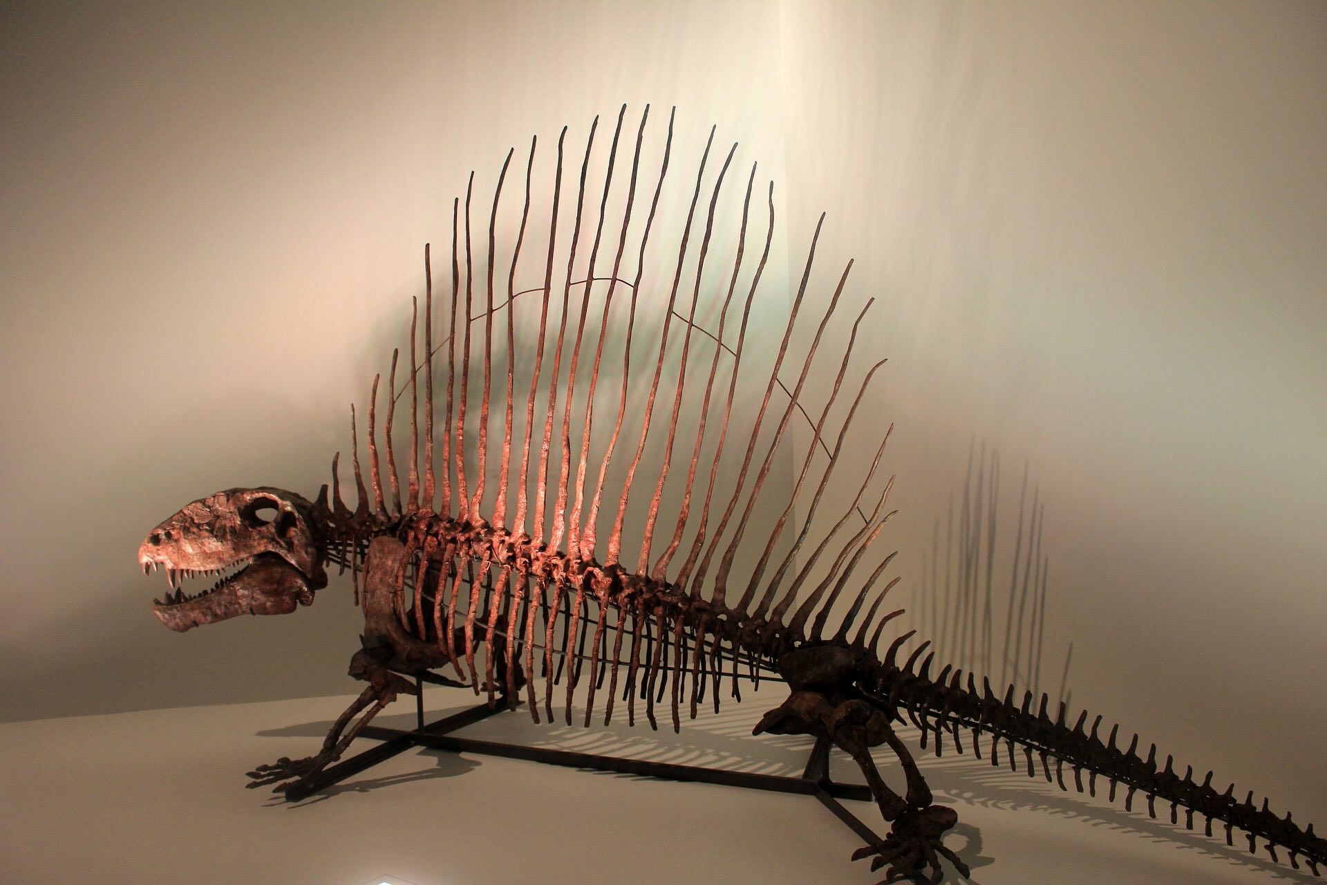 36-facts-about-dinosaur-mammal-fossil