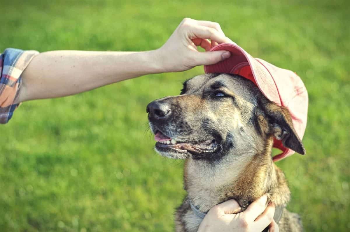 36-facts-about-dog-hat