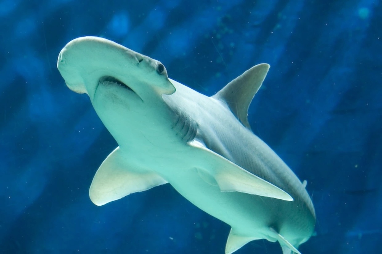 37-facts-about-bonnethead-shark