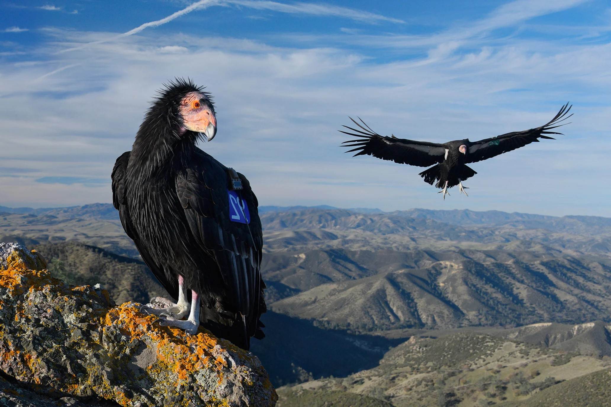 37-facts-about-california-condor