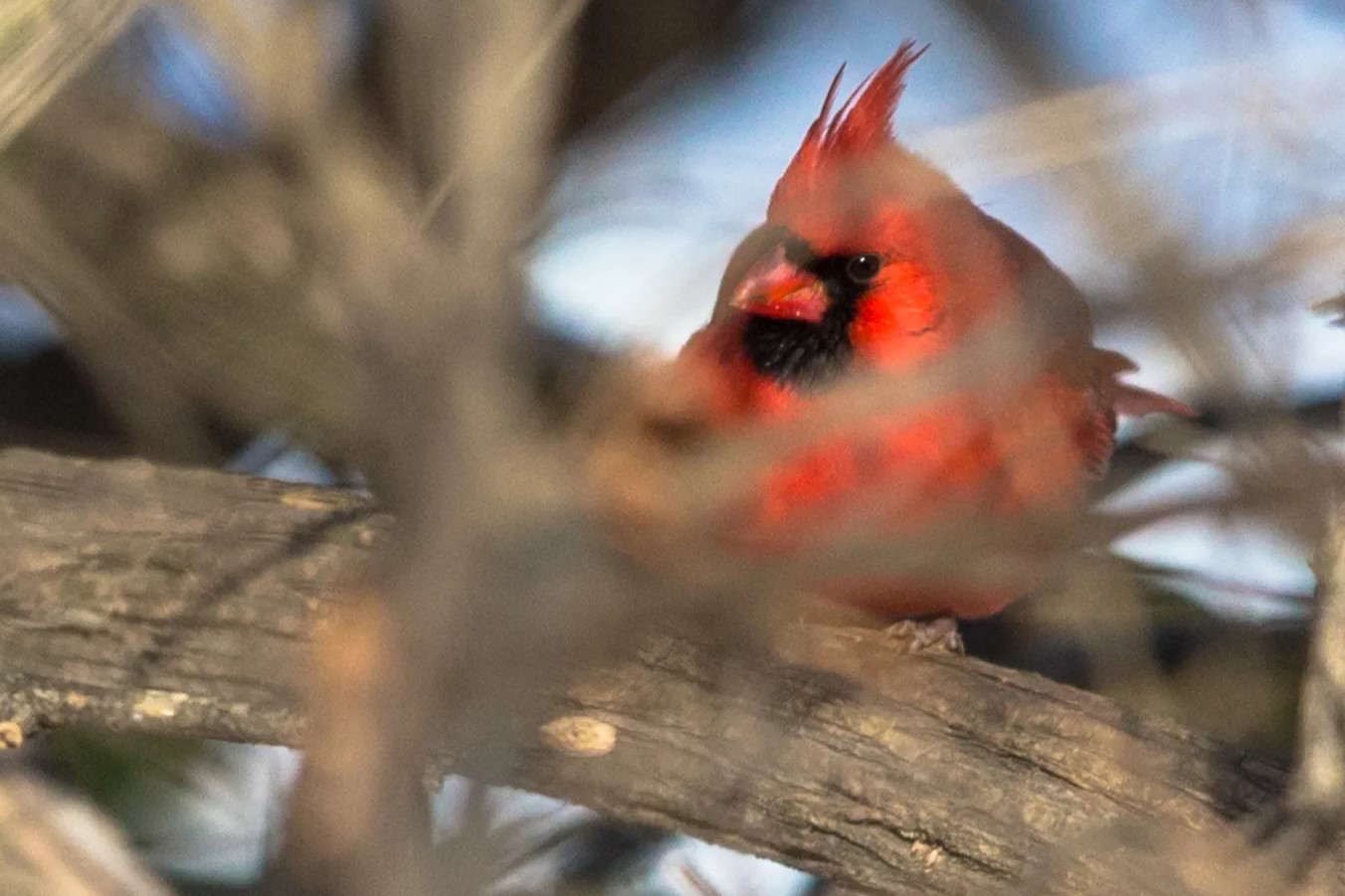 37-facts-about-cardinal-chimera