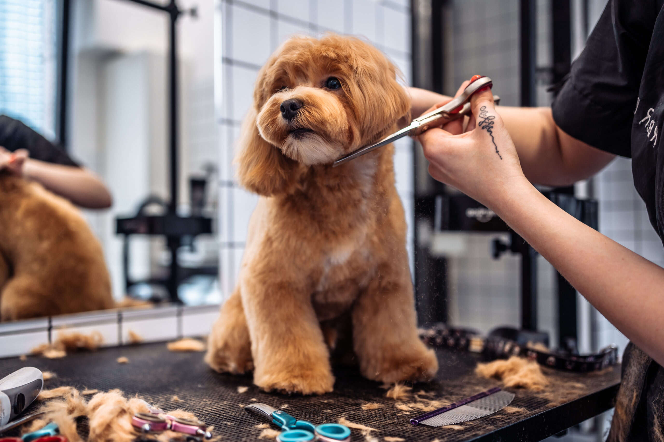 37-facts-about-dog-grooming