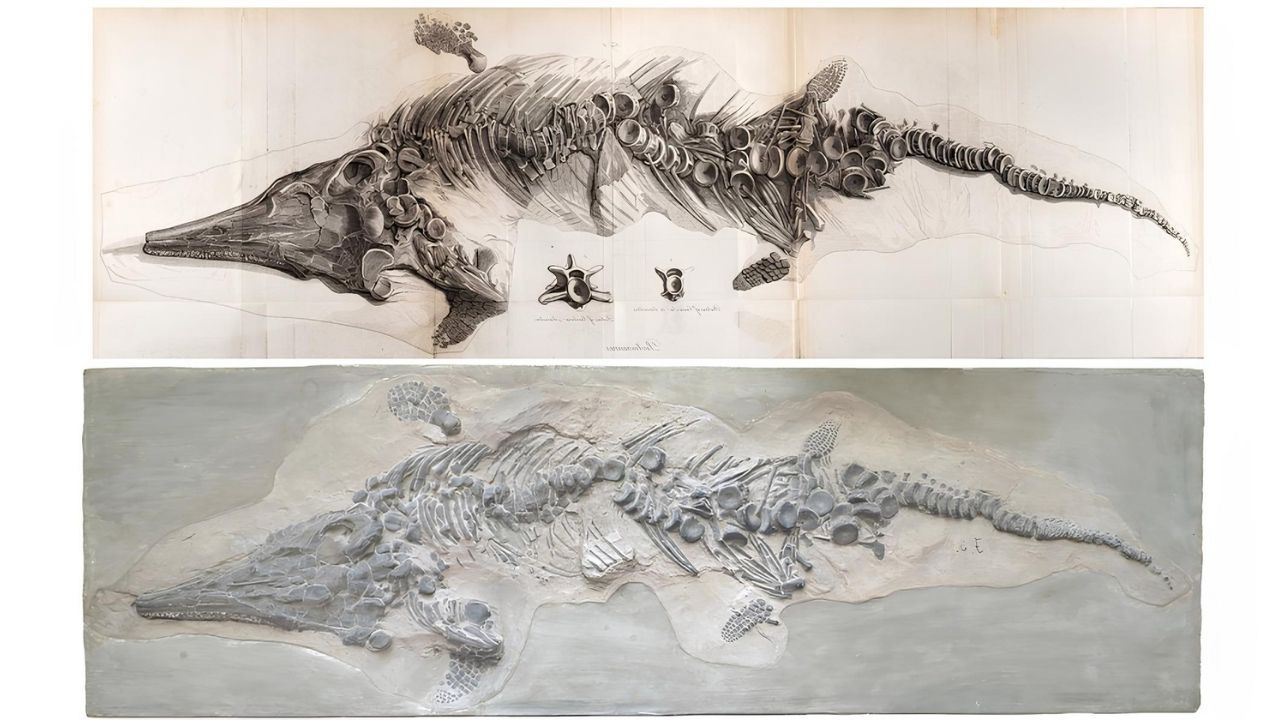 37-facts-about-ichthyosaur-fossil-casts