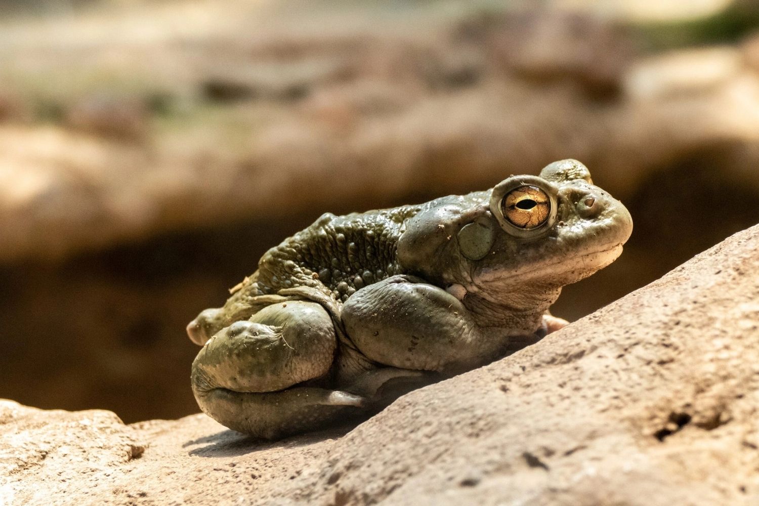 37-facts-about-sonoran-desert-toad