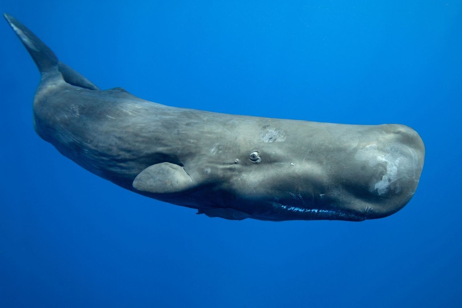 37-facts-about-sperm-whale