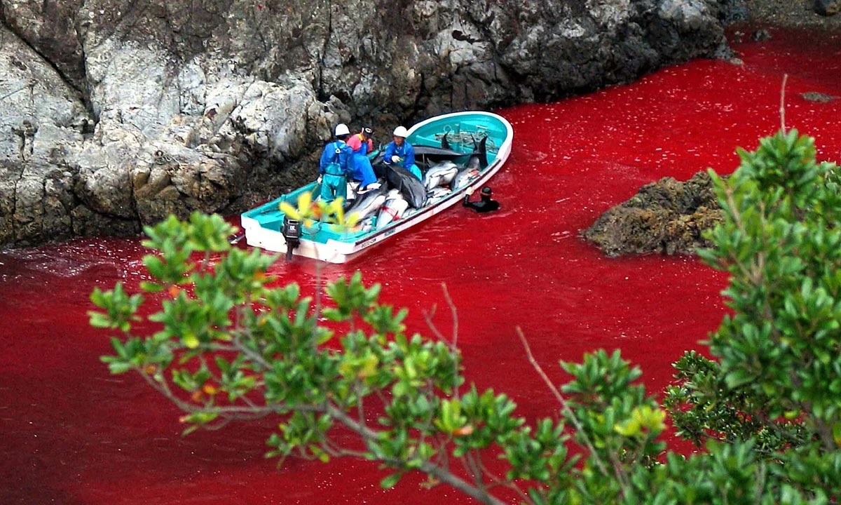 37-facts-about-taiji-japan