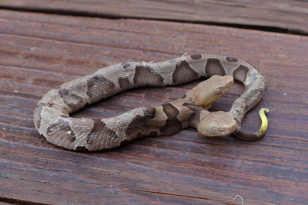 37-facts-about-two-headed-copperhead-virginia