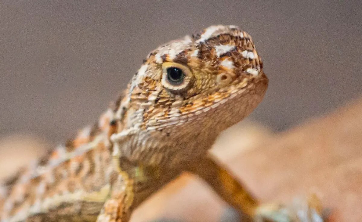 37-facts-about-victorian-earless-dragon