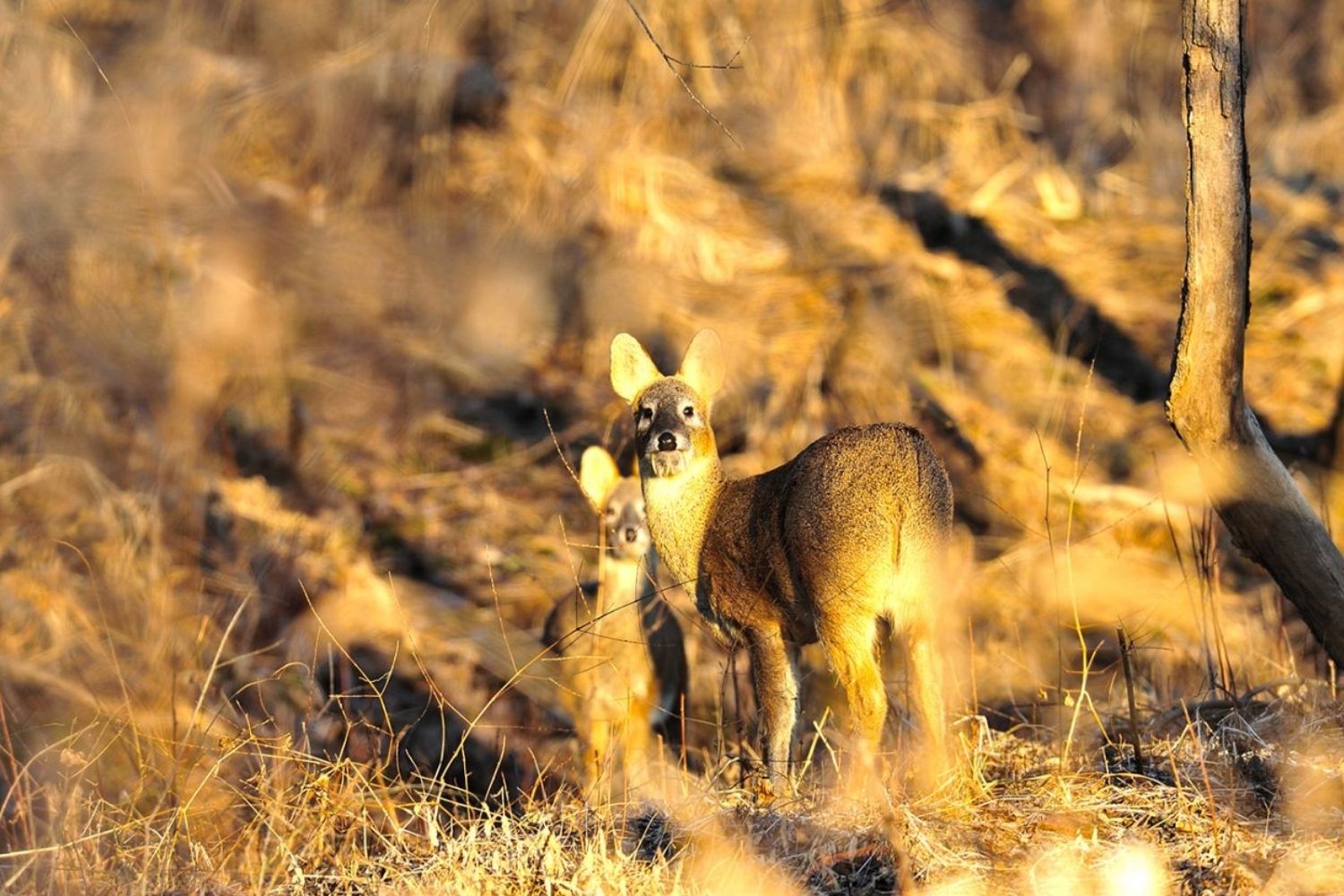 38-facts-about-korean-dmz-wildlife