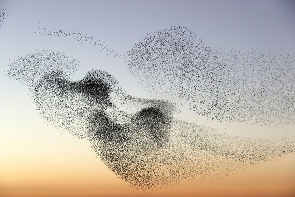 38-facts-about-starling-murmuration