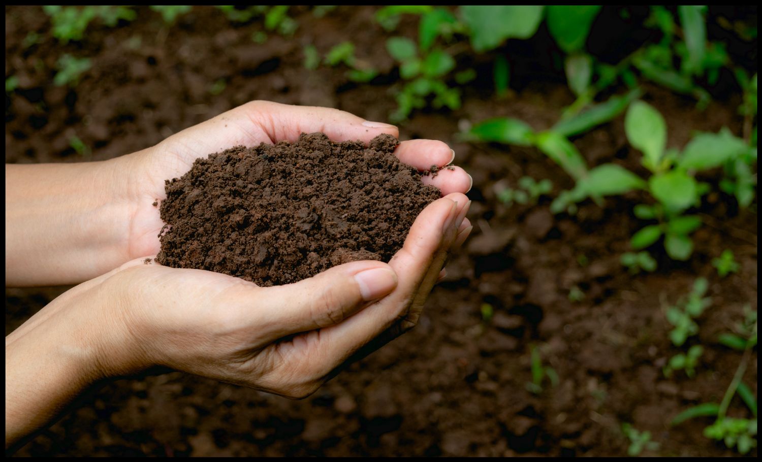 40-facts-about-living-soil