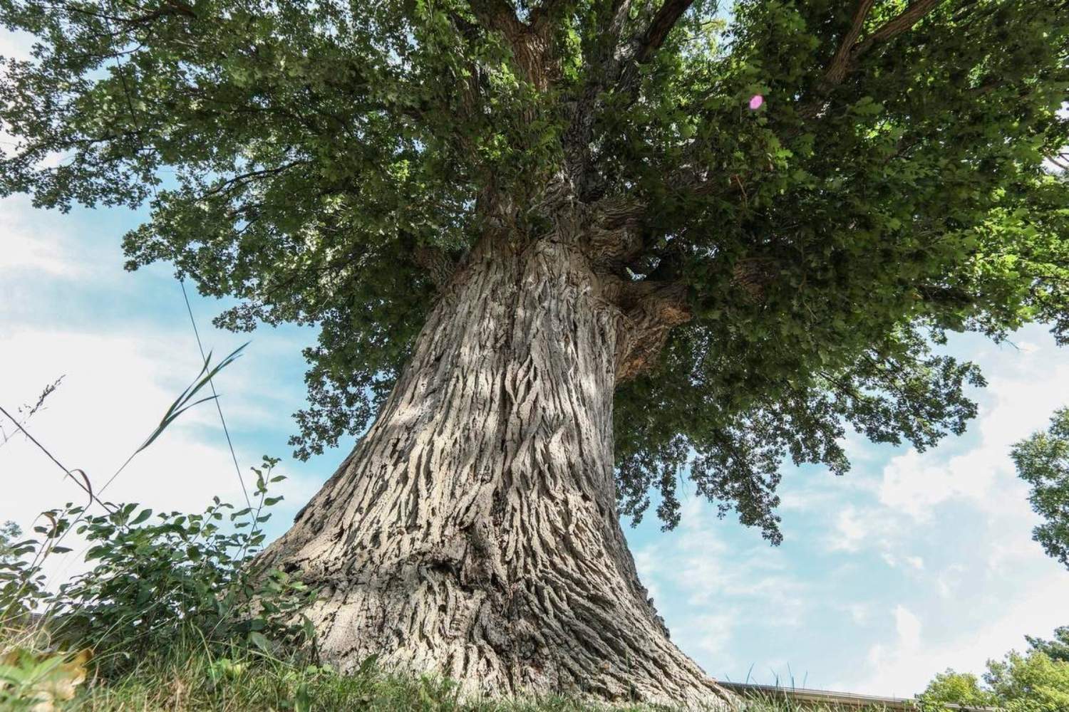 40-facts-about-torontos-oldest-tree