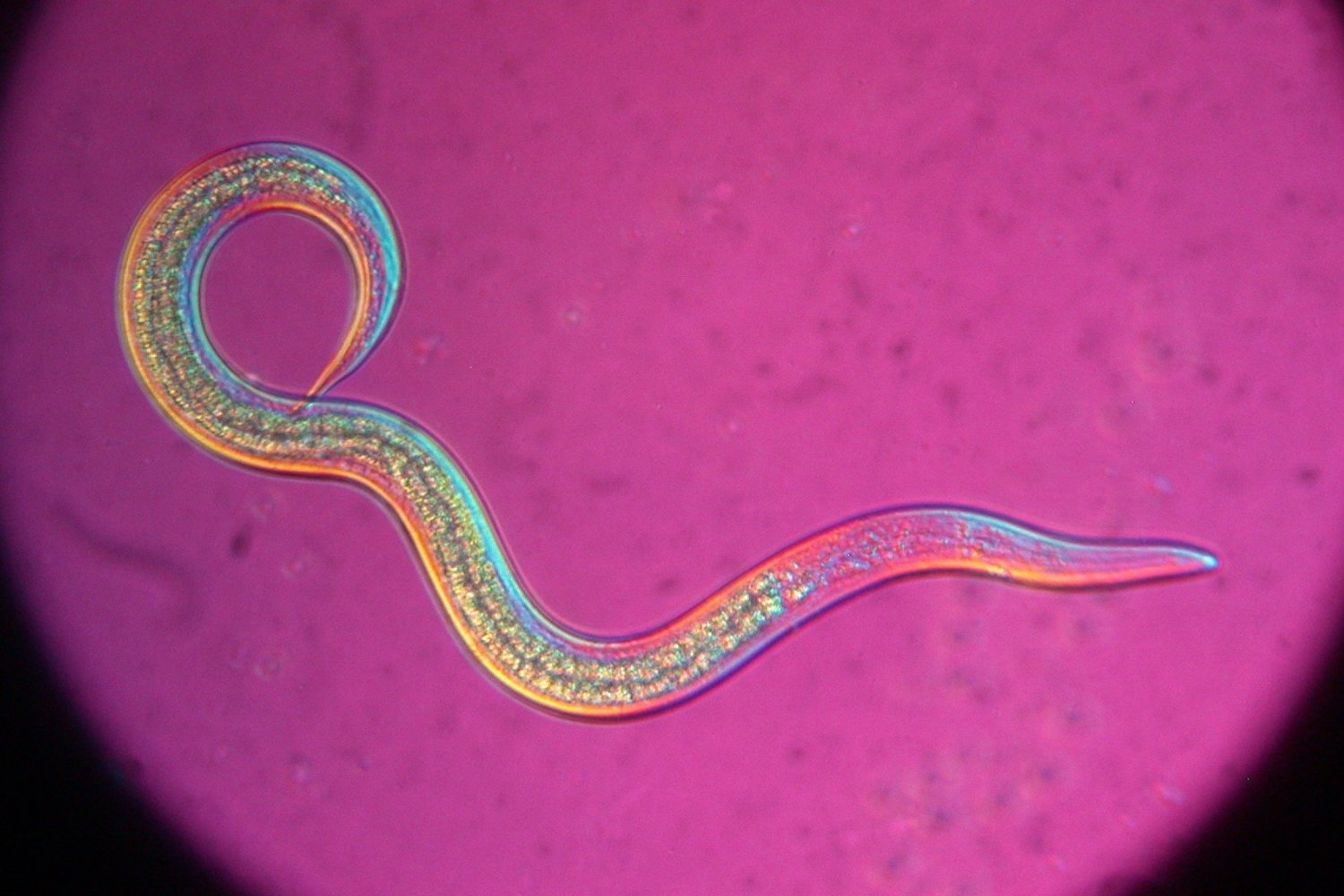 39 Facts About Nematology