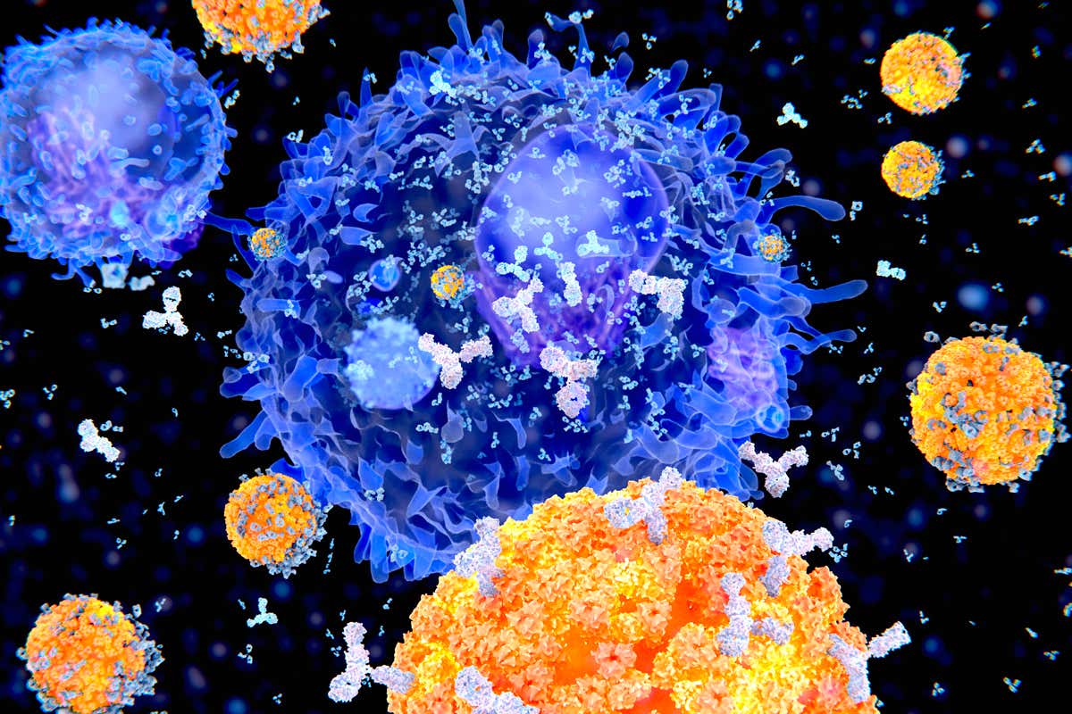25-facts-about-antibodies