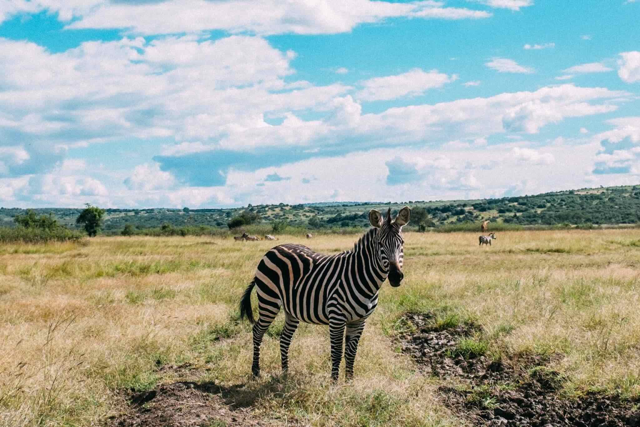 27-facts-about-national-wildlife-week