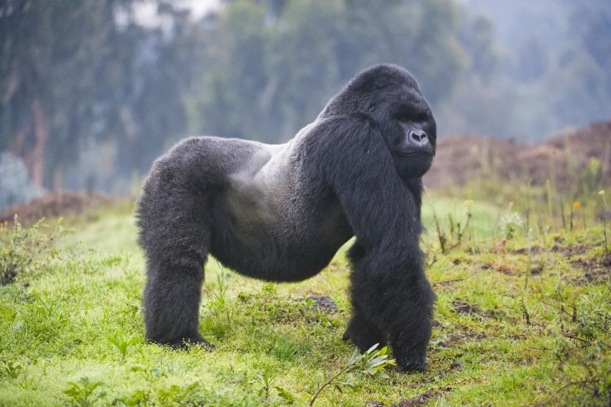 28 Facts About Silverback Gorilla Facts