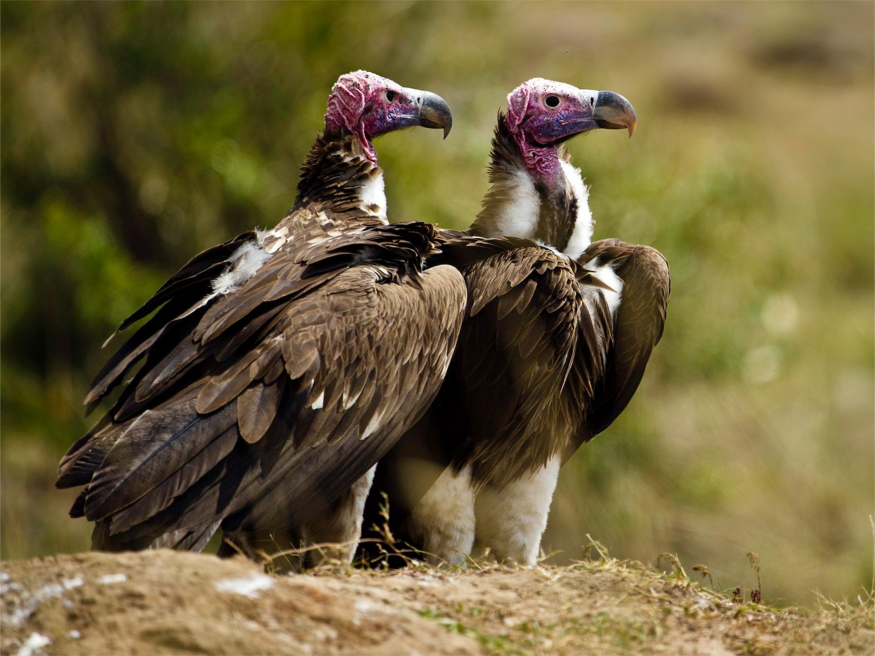29 Facts About Lappetfaced Vulture 