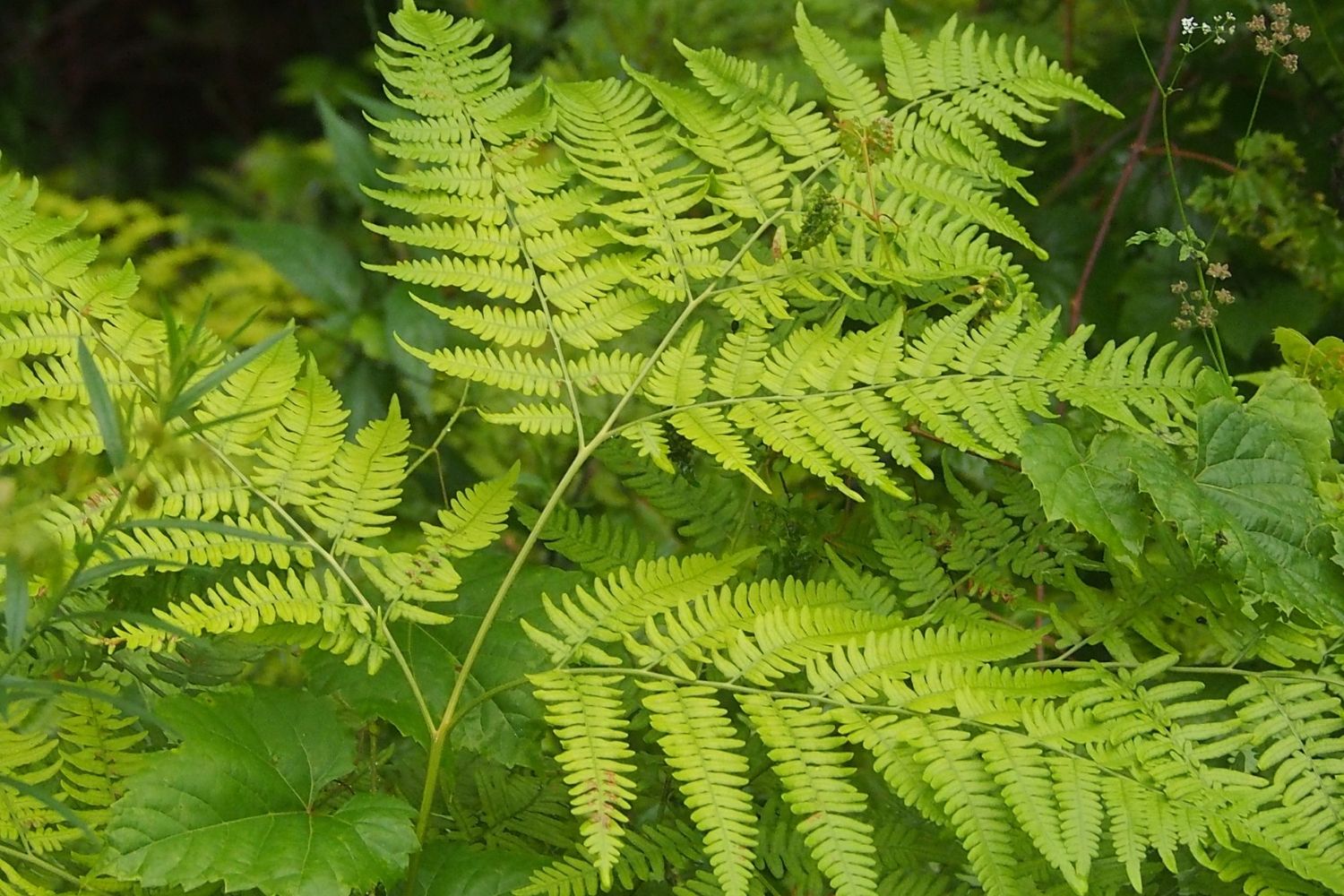 30 Facts About Bracken Fern Facts 30 Facts About Bracken Fern Facts