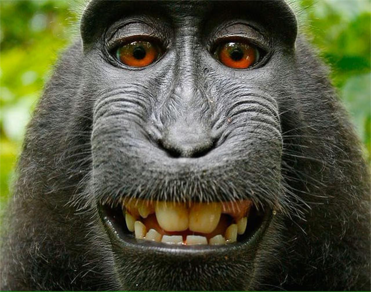 31 Facts About Monkey Facts 31 Facts About Monkey Facts