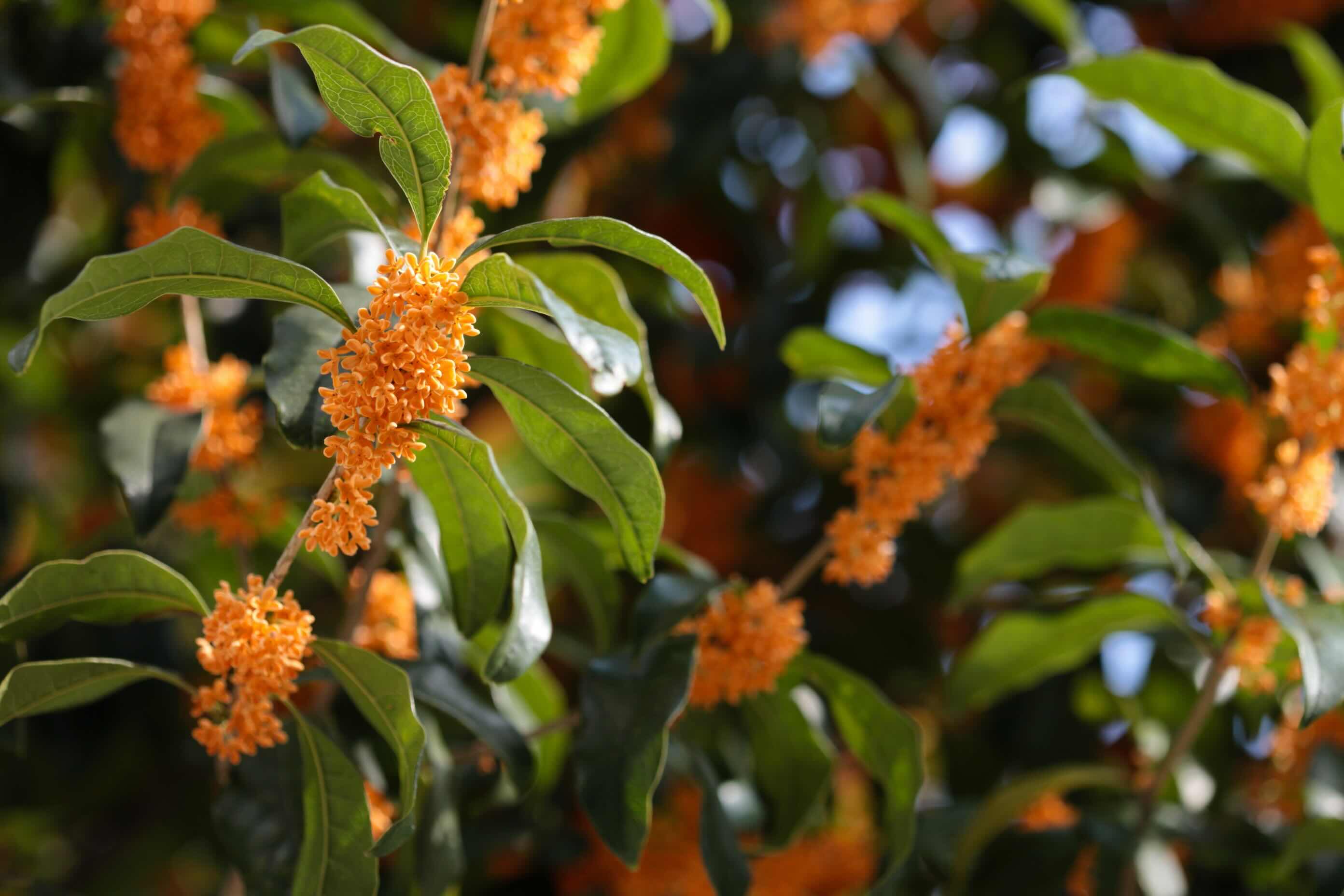 32 Facts About Osmanthus Facts 32 Facts About Osmanthus Facts