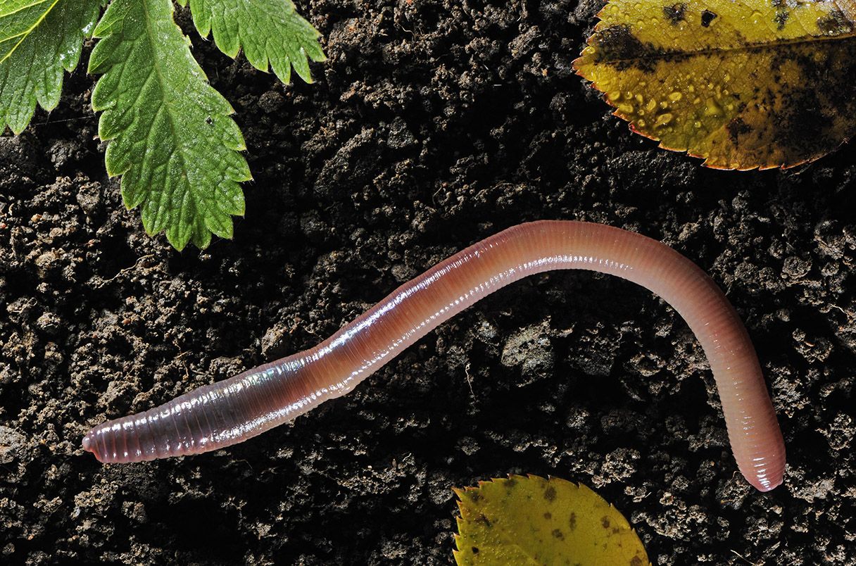26 Facts About Hermaphroditic Facts 26 Facts About Hermaphroditic Facts