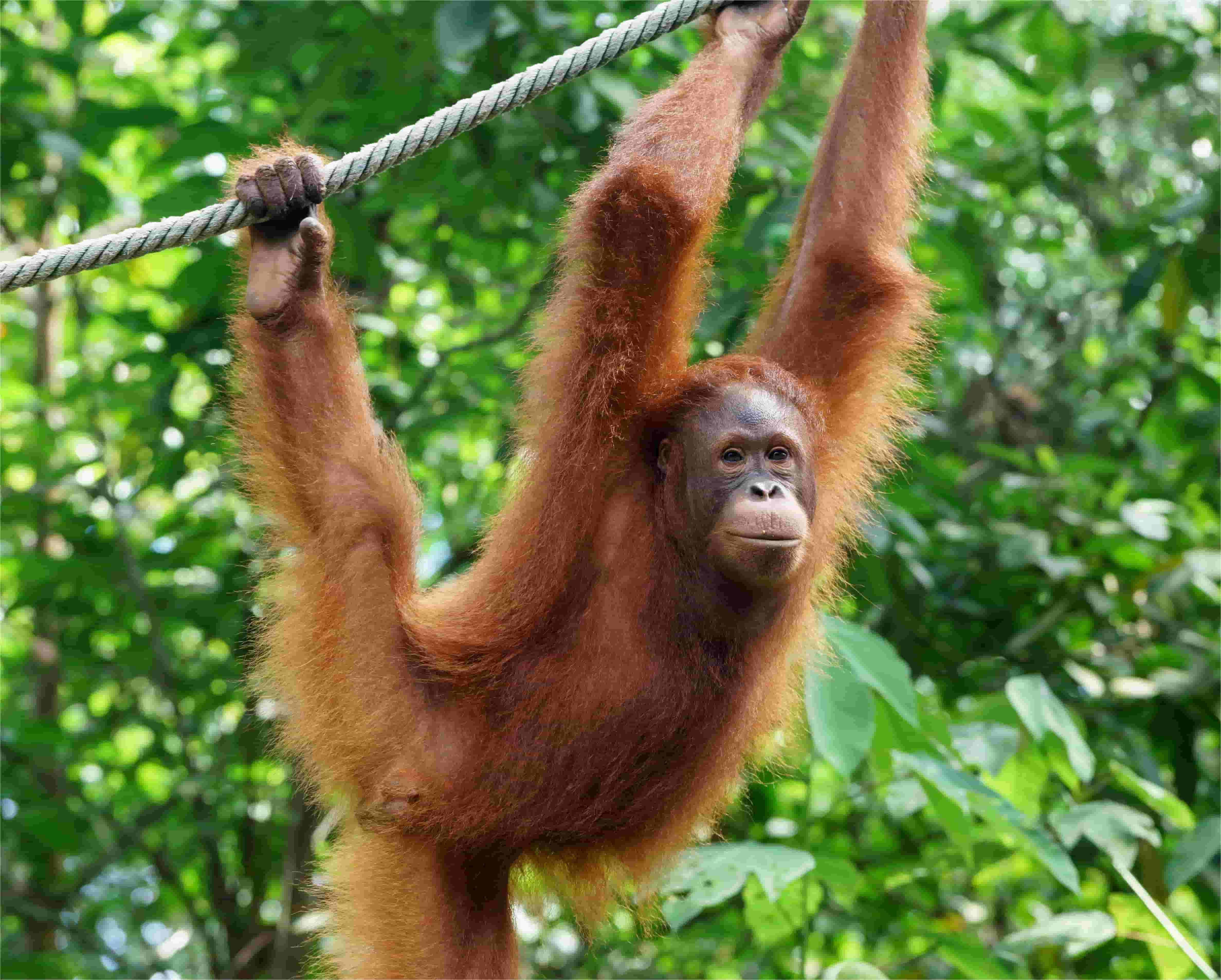 34 Facts About Orangutan Facts 34 Facts About Orangutan Facts