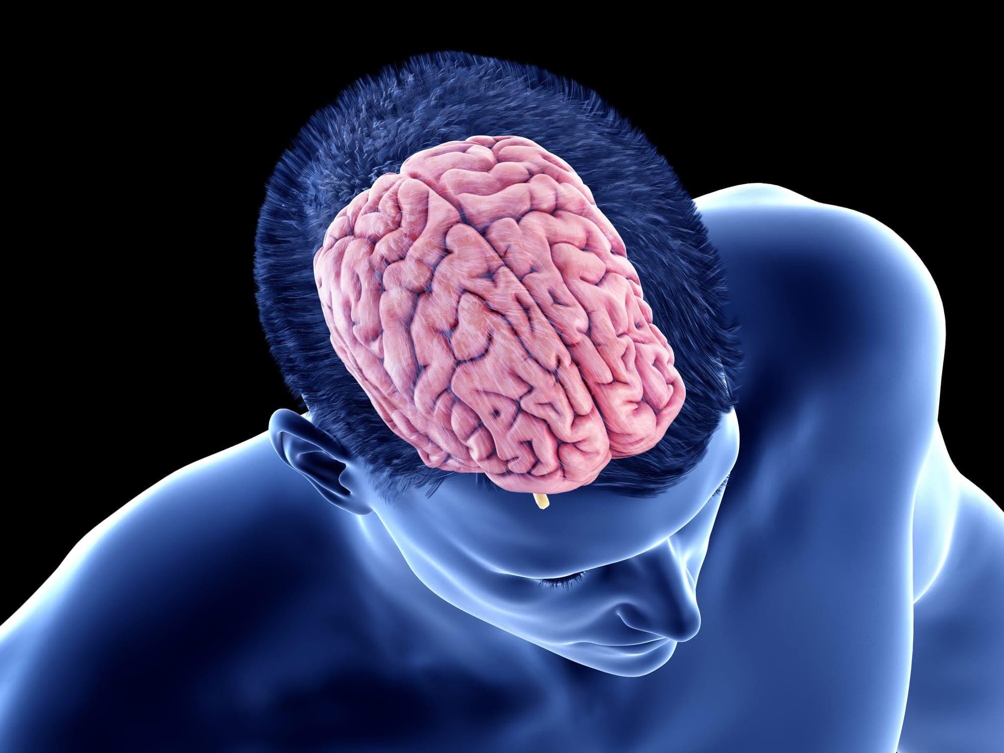 35 Facts About Cerebral Cortex 35 Facts About Cerebral Cortex