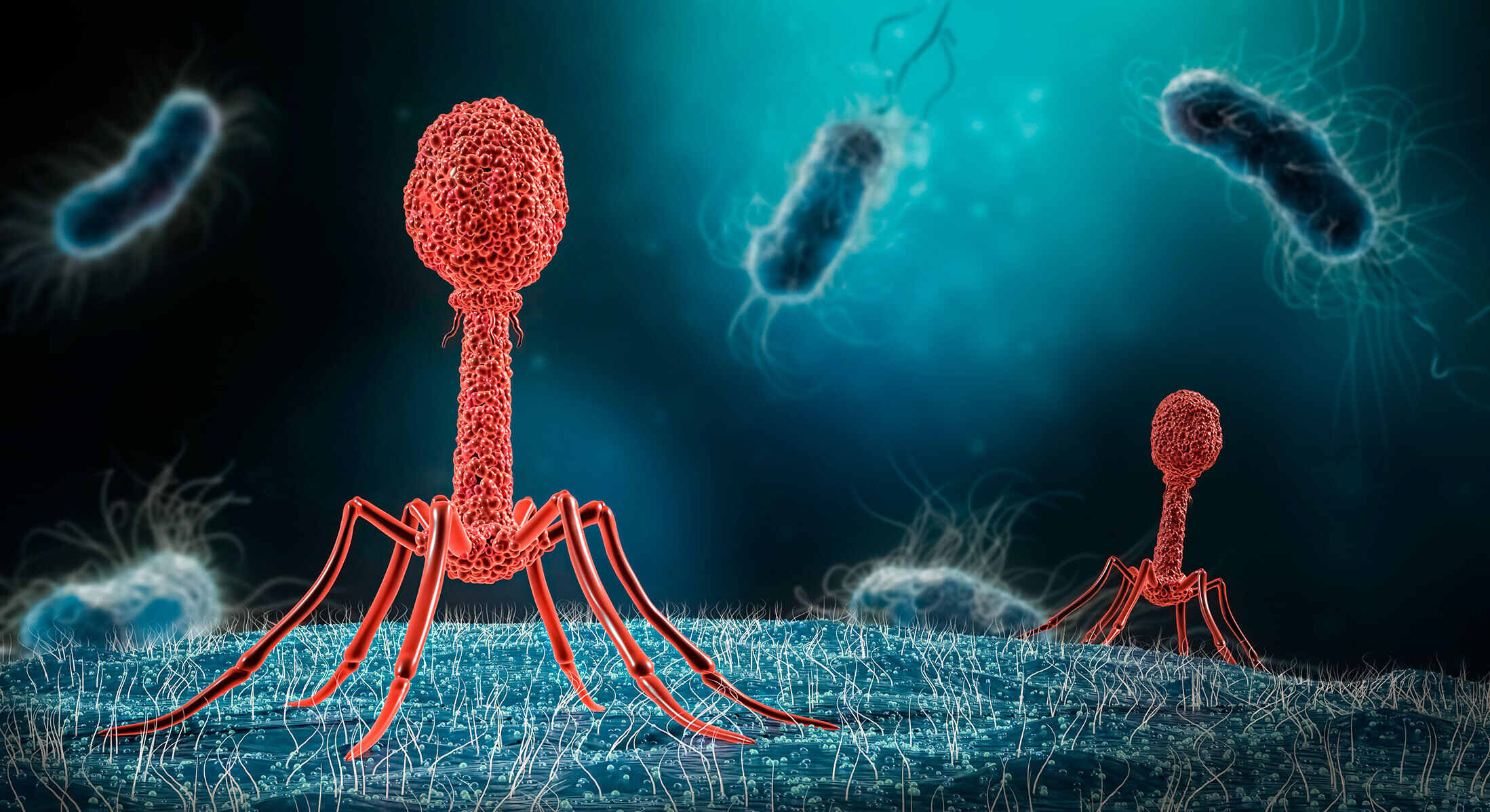 37-facts-about-bacteriophages
