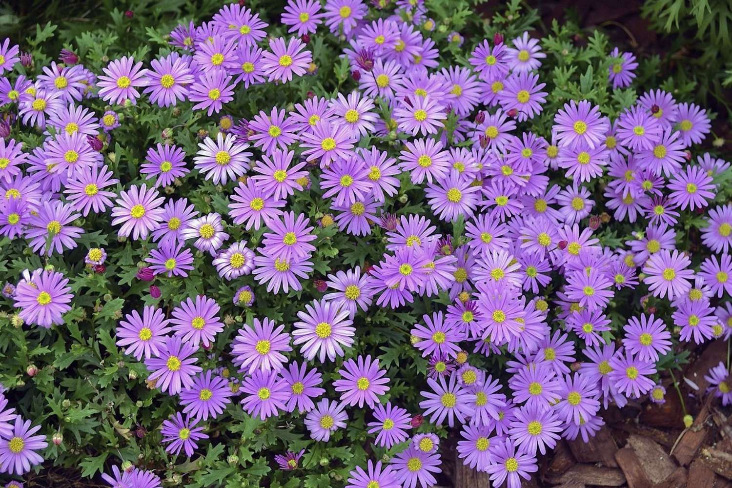 37 Facts About Brachyscome Facts 37 Facts About Brachyscome Facts