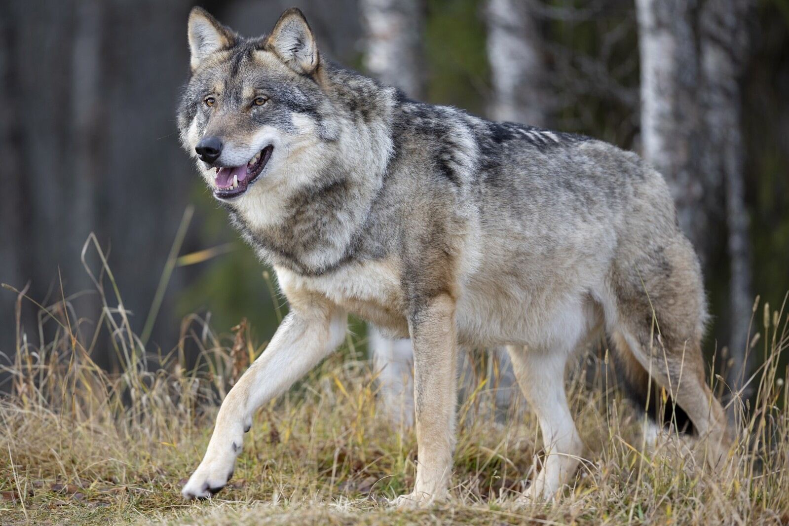 10 Facts About Black Wolves Facts 10 Facts About Black Wolves Facts